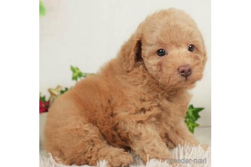 成約済の千葉県のトイプードル-208854の4枚目